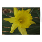 Daffodil Card (Front Horizontal)