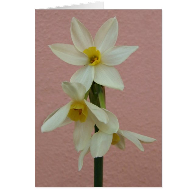 Daffodil Card (Front)
