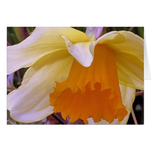 Daffodil Cards (Front Horizontal)