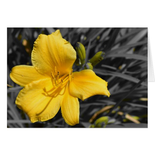 Daffodil Cards (Front Horizontal)