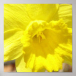 Daffodil Classic Poster Print