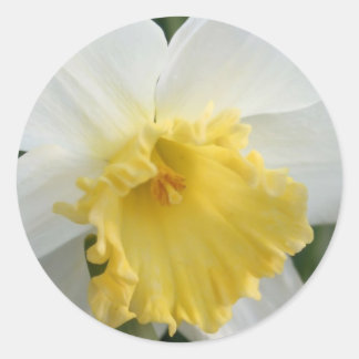 Daffodil Classic Round Sticker