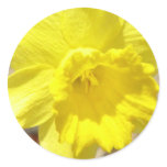 Daffodil Classic Sticker
