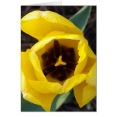 Daffodil Daze (Front)