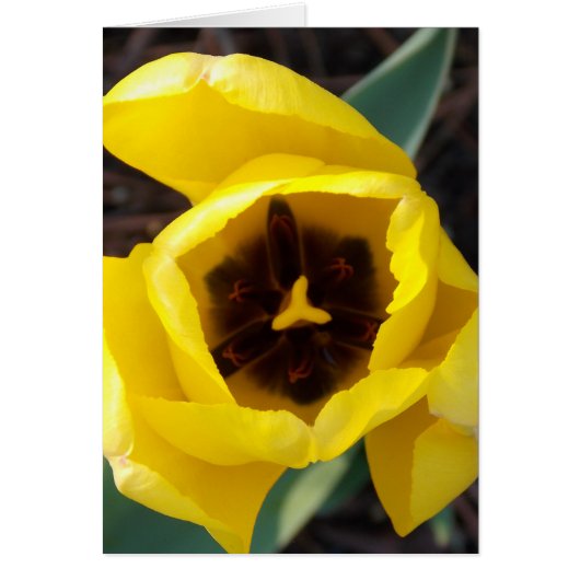 Daffodil Daze Cards (Front)
