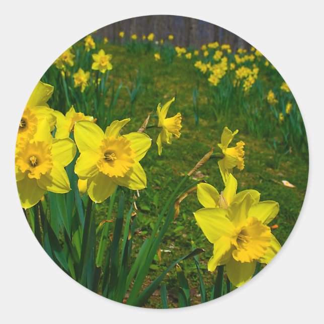 Daffodil Delight Classic Round Sticker (Front)