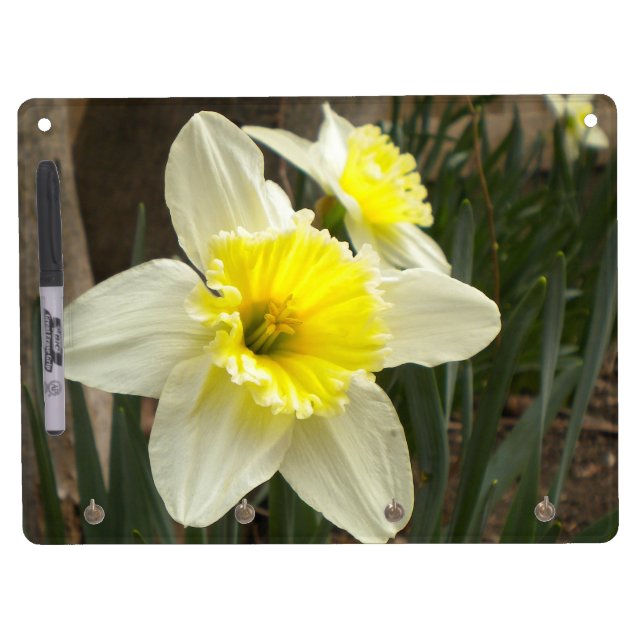 Daffodil Dry Erase Board (Front)