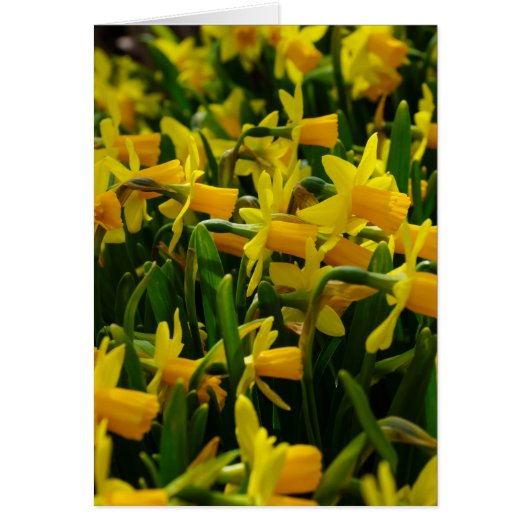 Daffodil Family Cards (Front)