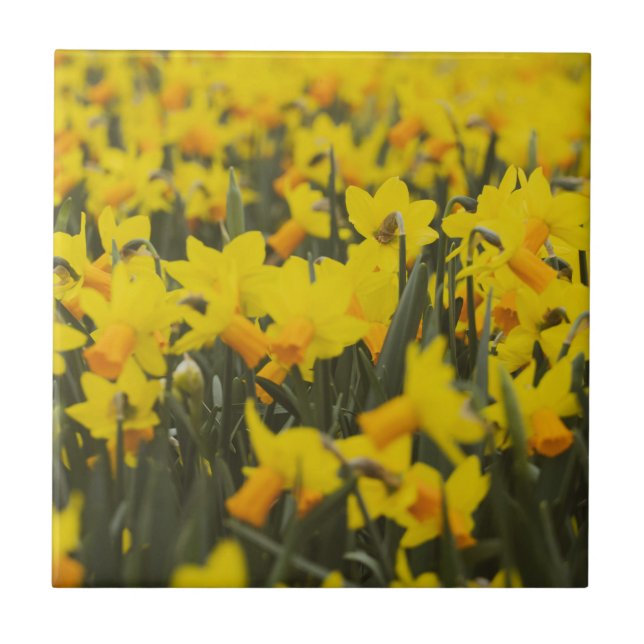 Daffodil Field Ceramic Tile (Front)