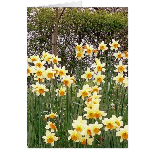 Daffodil Field In Springtime Cards (Front)