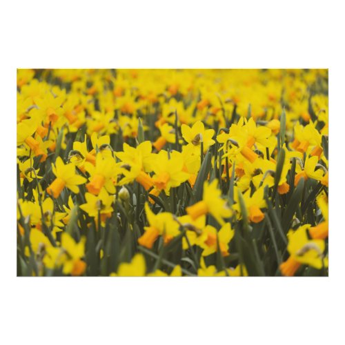 Daffodil Field Photo Print