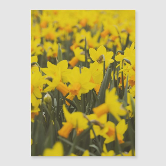 Daffodil Field Postcard Magnet (Front)