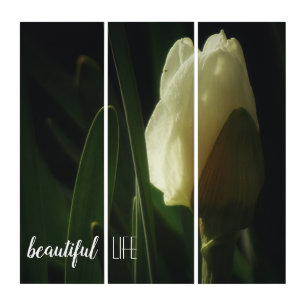 Daffodil Flower Beautiful Life Triptych