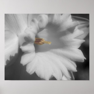 Daffodil Flower Black And White Partial Color Poster