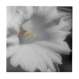 Daffodil Flower In Black And White Ceramic Tile