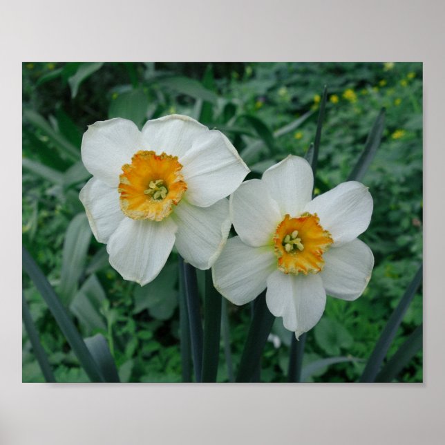 Daffodil Flowers Poster (Front)