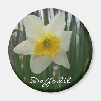 Daffodil Fridge Magnet