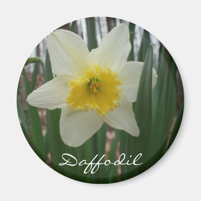 Daffodil Fridge Magnet (Front)