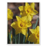 Daffodil Garden Temporary Tattoos