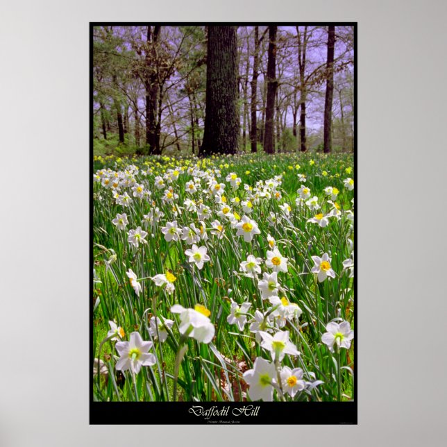 Daffodil Hill Poster (Front)