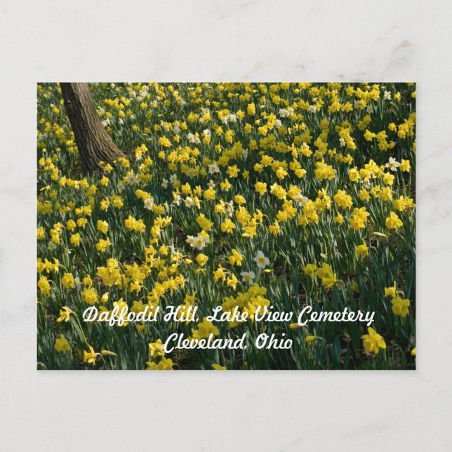 Daffodil Hill - Sunlit Yellow and White Flowers Postcard (Front)