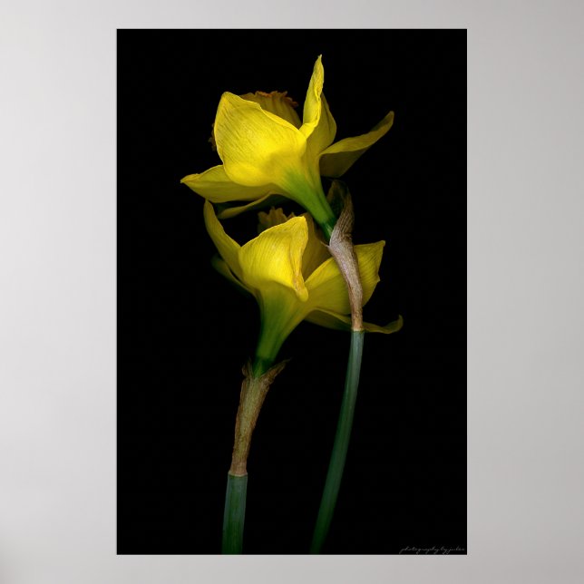 Daffodil I Poster (Front)