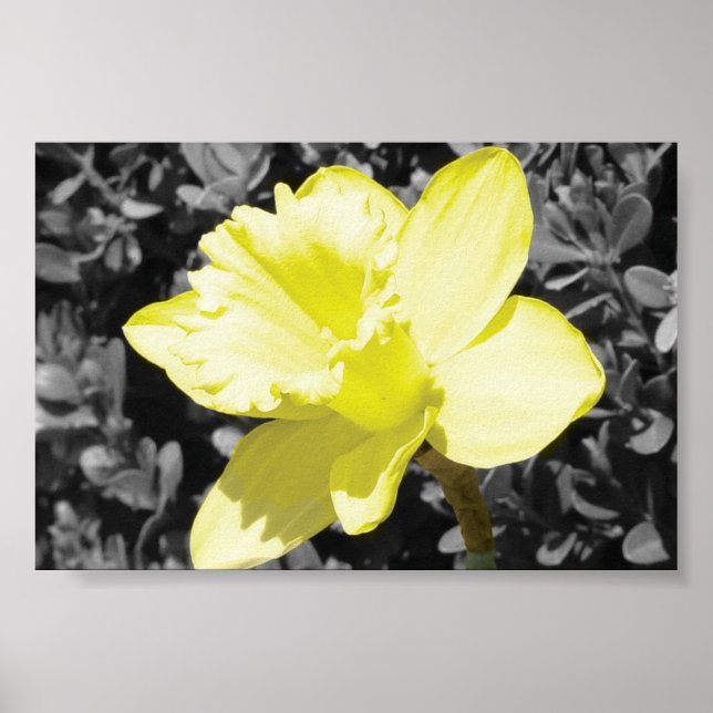 Daffodil In Bloom Poster (Front)