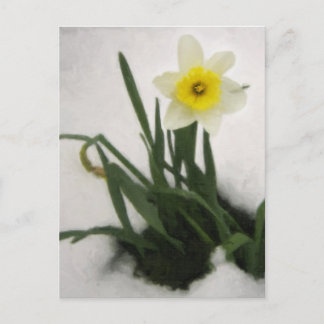 Daffodil in Snow Postcard
