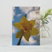 Daffodil in spring (Standing Front)