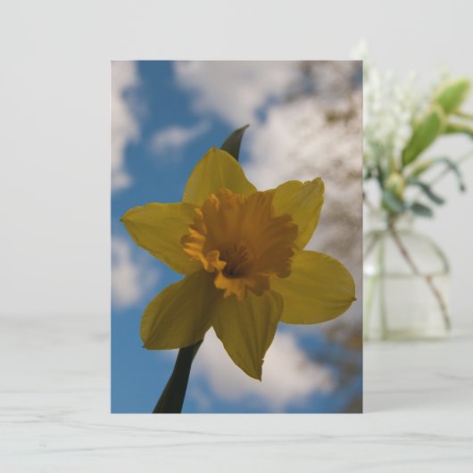 Daffodil in spring (Standing Front)