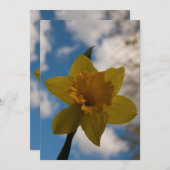 Daffodil in spring (Front/Back)