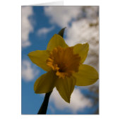Daffodil in spring cards (Front)