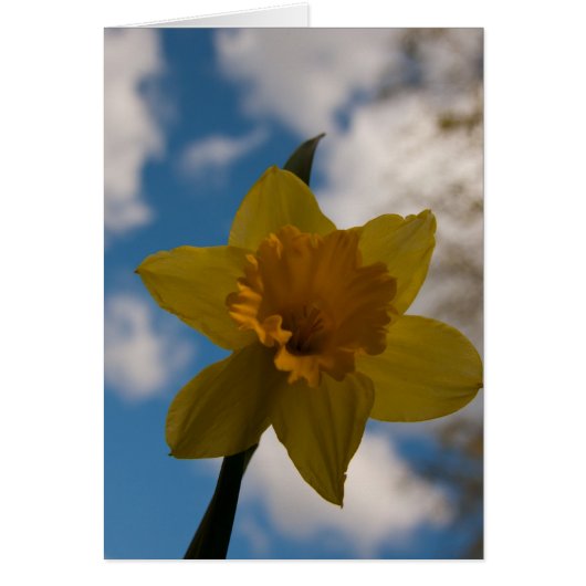 Daffodil in spring cards (Front)
