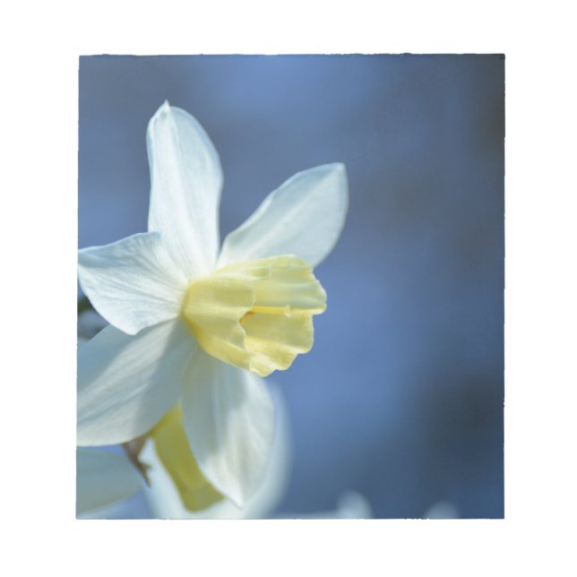 Daffodil in Spring Notepad (Front)