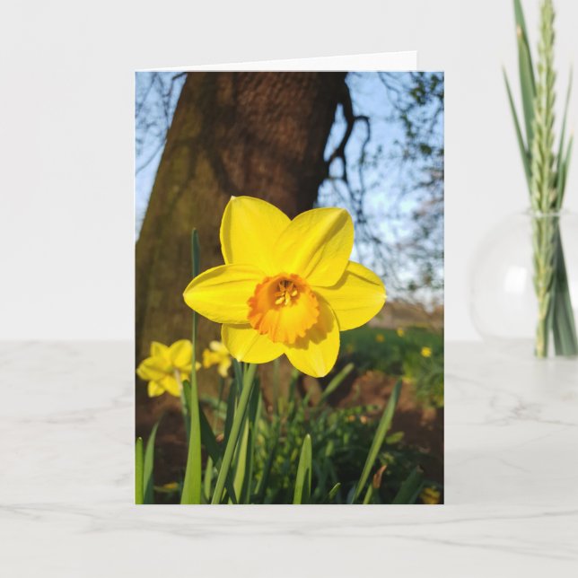 Daffodil in the Park Card (Front)