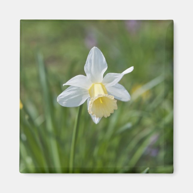 Daffodil Magnet (Front)