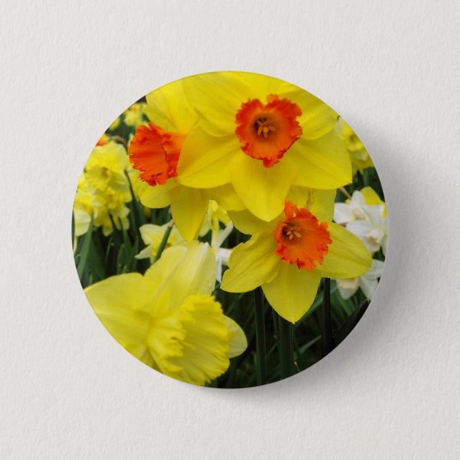 Daffodil Mix Simple Pinback Button (Front)