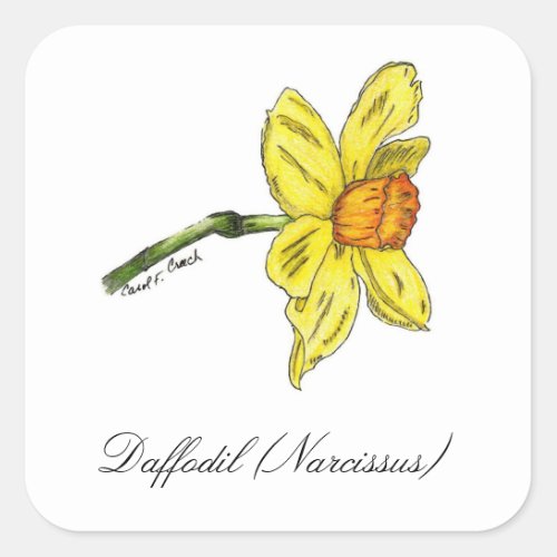 Daffodil Narcissus Botanical Seal