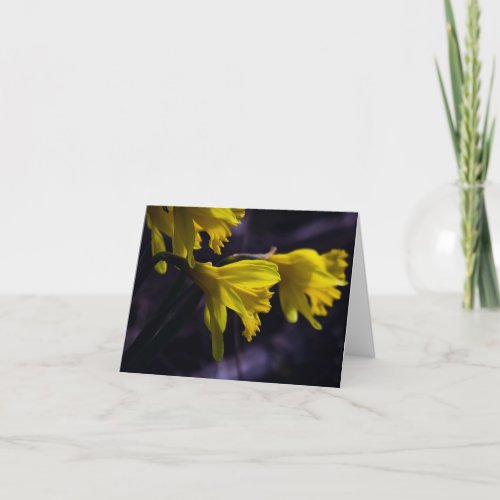 Daffodil __  note card