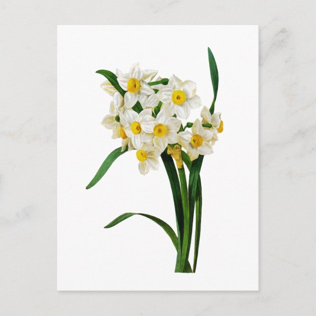 Daffodil or Narcissus By Pierre Joseph Redoute Postcard (Front)