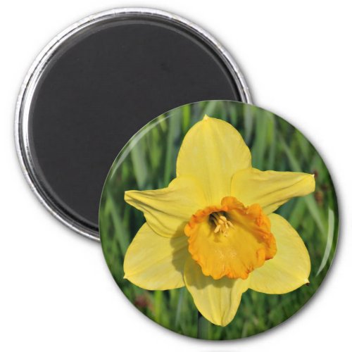 Daffodil Photograph Magnet