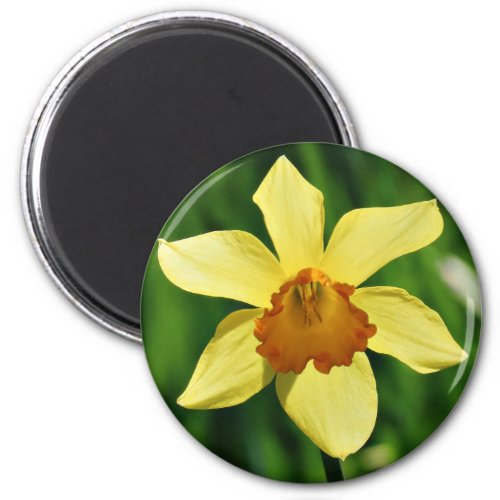 Daffodil Photographic Magnet