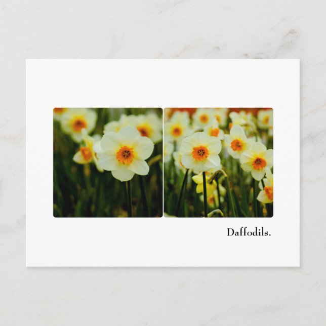 Daffodil Postcard (Front)