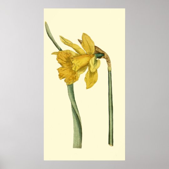 Daffodil Poster | Zazzle.com