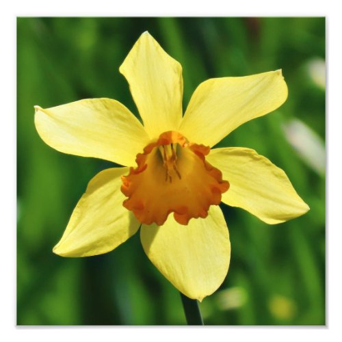 Daffodil Print