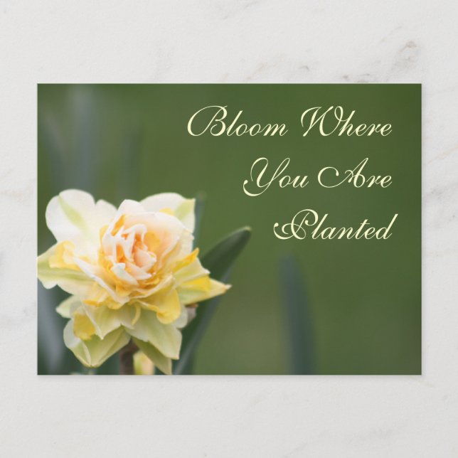 Daffodil Rose Photography Postcard (Front)