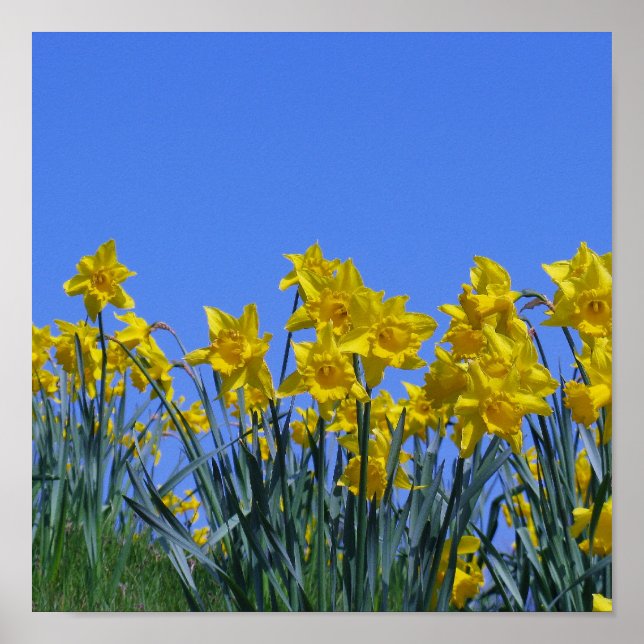 Daffodil Sky Poster (Front)
