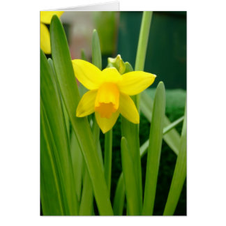 Daffodil Smile Cards