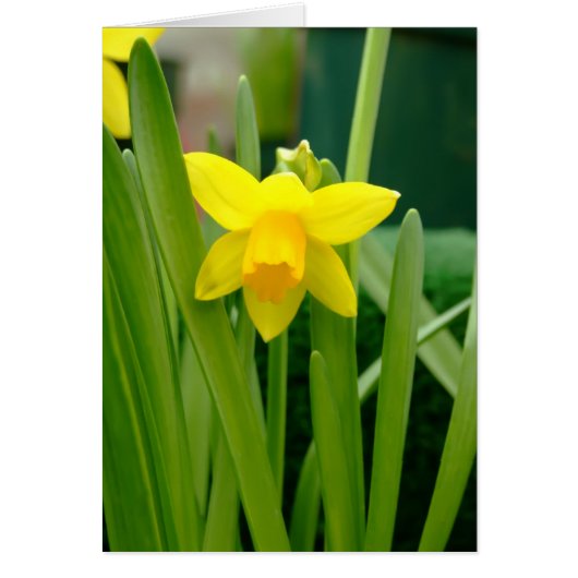 Daffodil Smile Cards (Front)