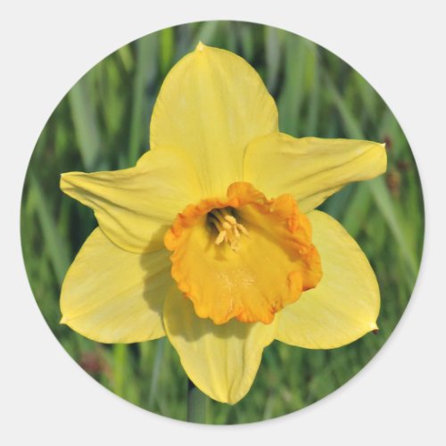 Daffodil Stickers